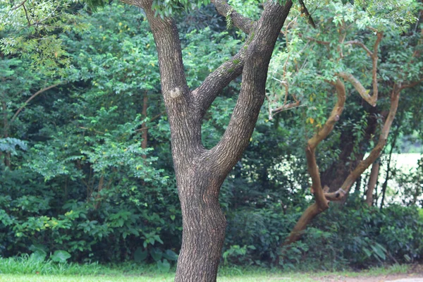 Grenar Och Träd Resa Naturen — Stockfoto