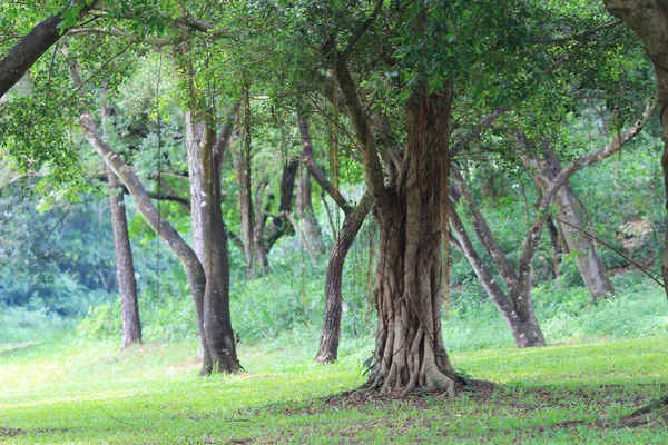 Şube Ağaçlar Doğada Seyahat — Stok fotoğraf