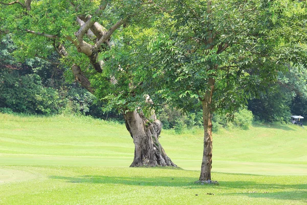 Rami Gli Alberi Viaggiare Nella Natura — Foto Stock