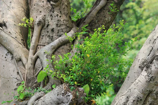 Rami Gli Alberi Viaggiare Nella Natura — Foto Stock