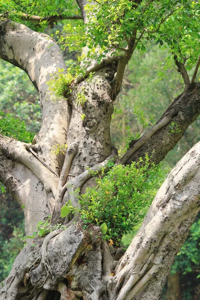 Şube Ağaçlar Doğada Seyahat — Stok fotoğraf
