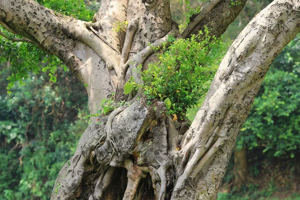 Κλαδιά Και Δέντρα Ταξίδι Στη Φύση — Φωτογραφία Αρχείου