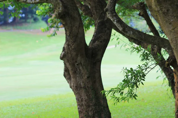 Les Branches Les Arbres Voyage Dans Nature — Photo