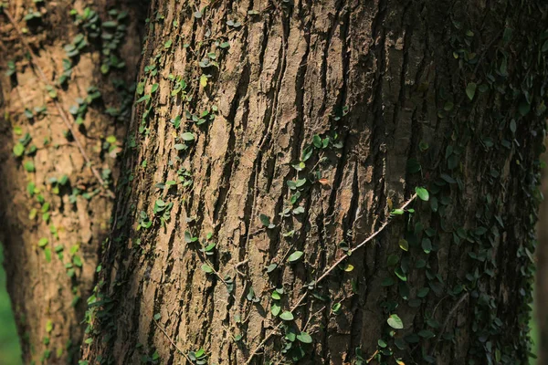 Las Ramas Los Árboles Viajar Naturaleza — Foto de Stock