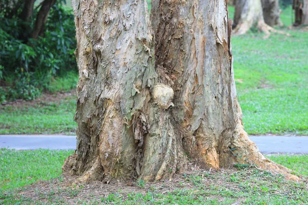 Branches Trees Travel Nature — Stock Photo, Image