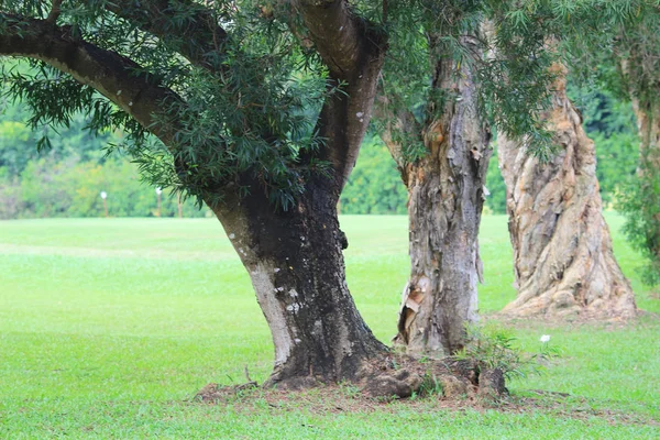 Şube Ağaçlar Doğada Seyahat — Stok fotoğraf