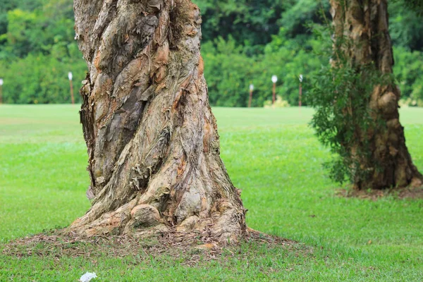 Şube Ağaçlar Doğada Seyahat — Stok fotoğraf