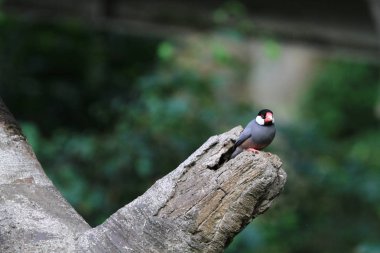  olarak da bilinen Java ispinozu veya Java pirinç serçe.