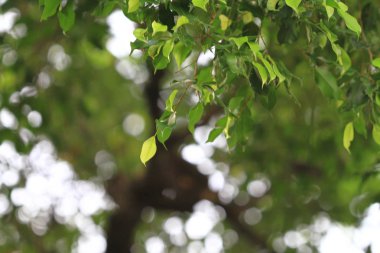 Sincap hong kong Park