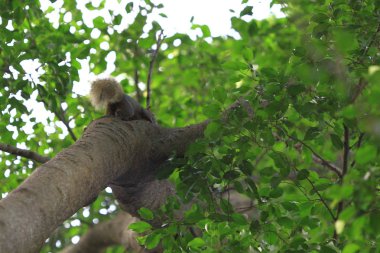 Sincap hong kong Park