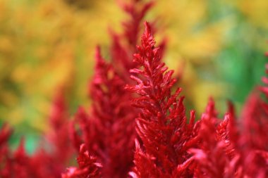 çiçek veya hk yakından bitkilerin