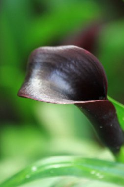 çiçek veya hk yakından bitkilerin