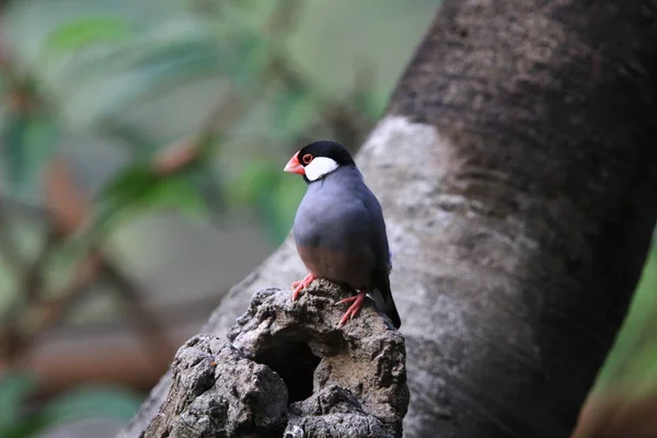 Znany Również Jako Java Finch Lub Java Ryżu Wróbel — Zdjęcie stockowe