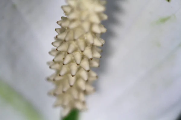 香港近距离花卉或植物 — 图库照片