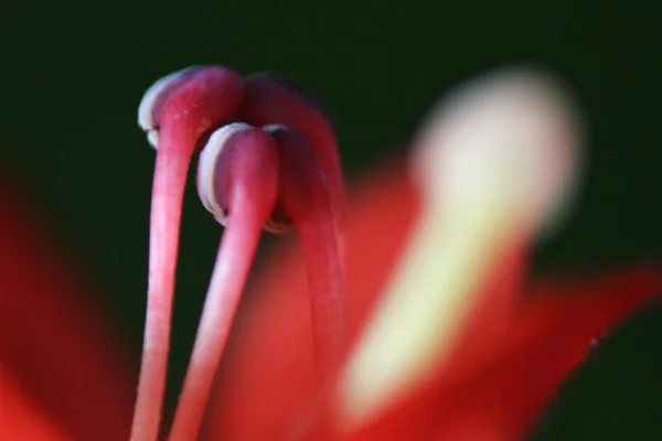 Fiore Piante Primo Piano — Foto Stock