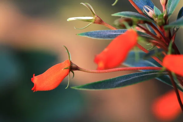 Die Blume Oder Pflanzen Aus Nächster Nähe — Stockfoto