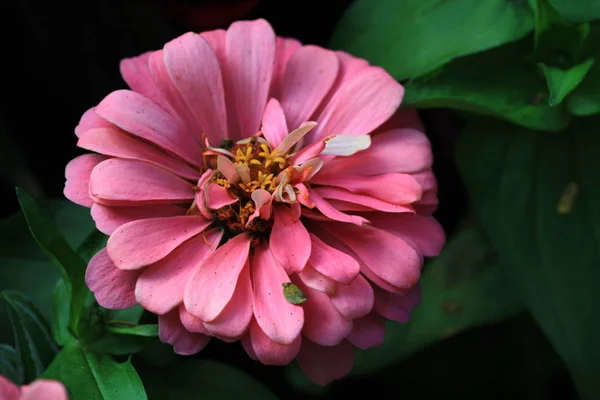 花や間近で香港の植物 — ストック写真