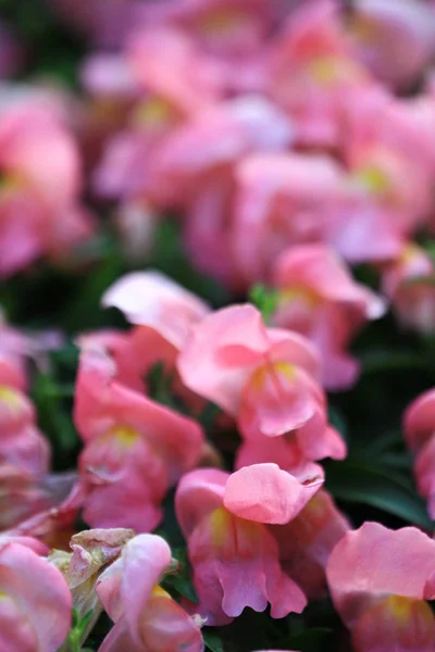 Flor Plantas Perto — Fotografia de Stock