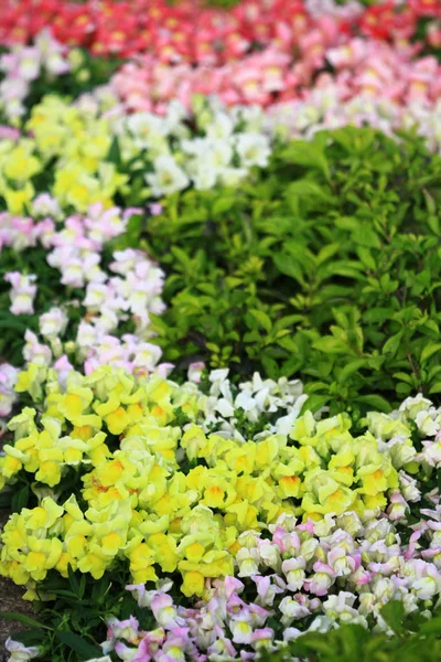 Flower Bed Government House — Stock Photo, Image