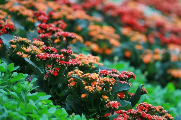 政府の家の香港の花壇 — ストック写真