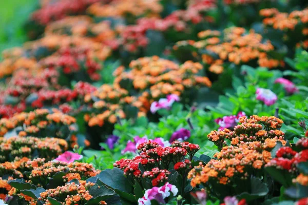 政府の家の香港の花壇 — ストック写真