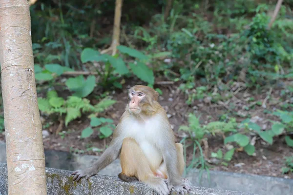 猿は香港で面白い動物です — ストック写真