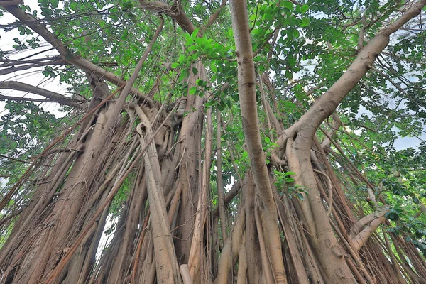 Árbol Formación Raíces Largo Los Años Para Tejer Juntos —  Fotos de Stock