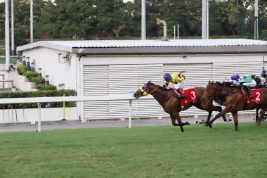 Happy Valley Racecourse yarış atı