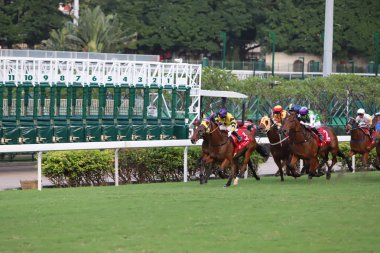 Happy Valley Racecourse yarış atı