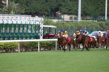 Happy Valley Racecourse yarış atı