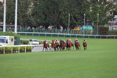 Happy Valley Racecourse yarış atı