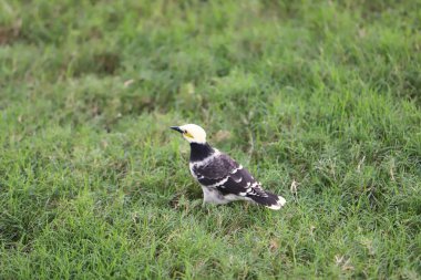 çevre çimen, siyah ve beyaz kuş büyüklük