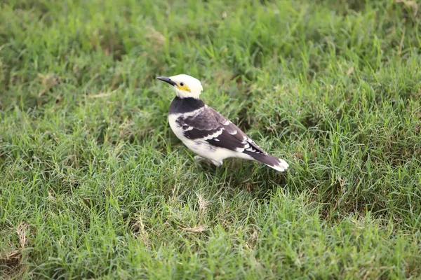 Kleinbedrijf Zwart Witte Vogel Gras — Stockfoto