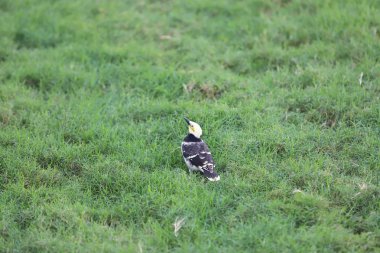 çevre çimen, siyah ve beyaz kuş büyüklük