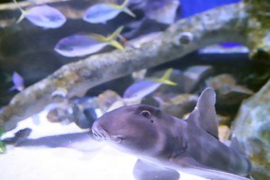  bir balık, su açık mavi su