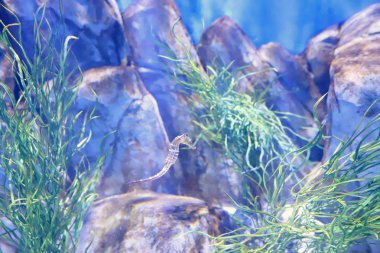 Hong Kong Tema Parkı içinde büyük bir akvaryum