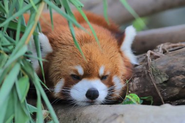 red Panda Tema Parkı hong kong