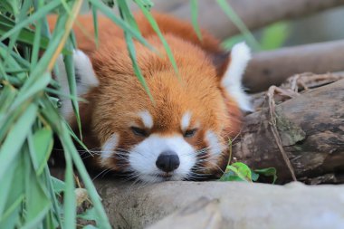 red Panda Tema Parkı hong kong