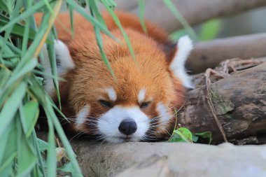 red Panda Tema Parkı hong kong