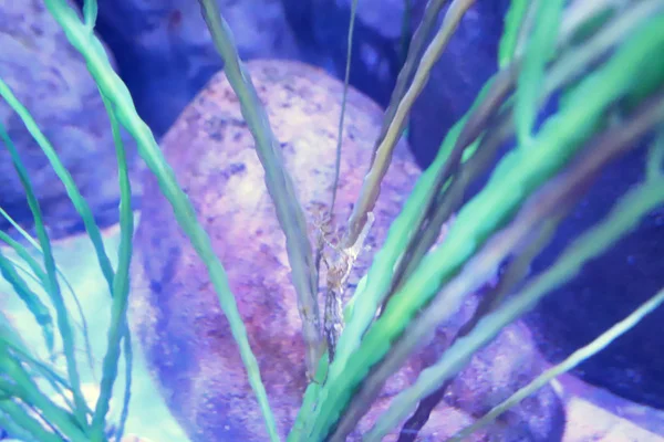 Ein Großes Aquarium Vergnügungspark Hongkong — Stockfoto