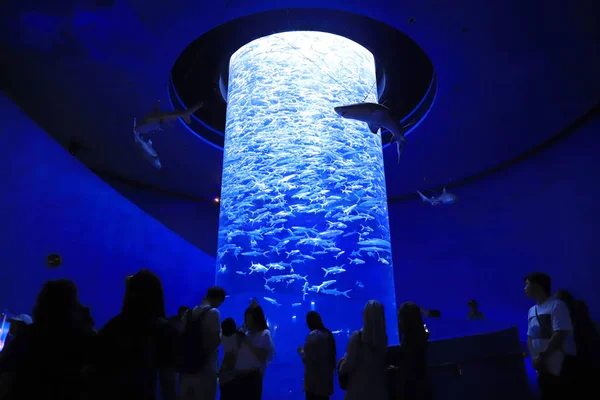 Personas Que Visitan Gran Acuario Parque Temático — Foto de Stock