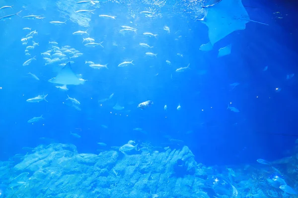 テーマパークでブルーの水族館 — ストック写真