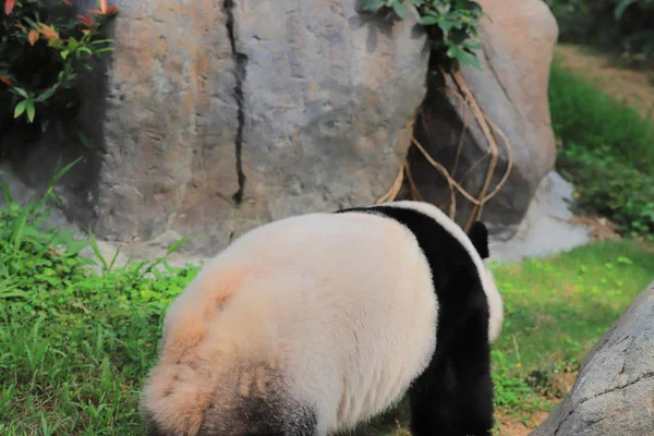 Giant Panda Czarno Białe Relaksuje Zoo — Zdjęcie stockowe