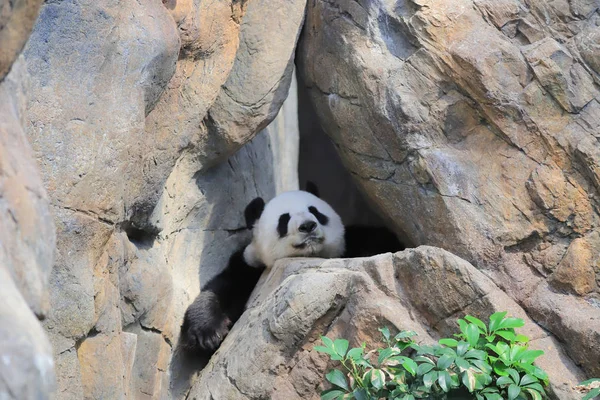 Giant Panda Czarno Białe Relaksuje Zoo — Zdjęcie stockowe