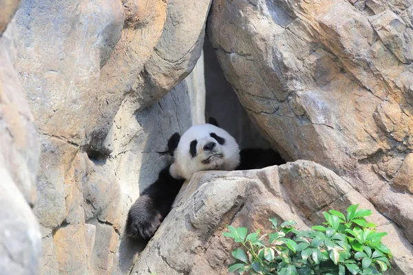 Giant Panda Czarno Białe Relaksuje Zoo — Zdjęcie stockowe