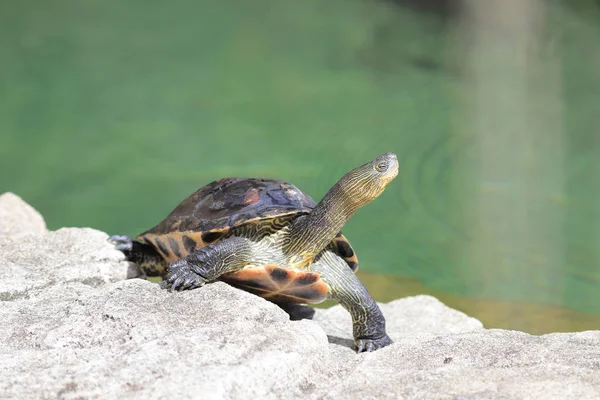 Eine Schildkröte Einem Freizeitpark Bei Sonnenschein — Stockfoto