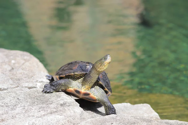 Eine Schildkröte Einem Freizeitpark Bei Sonnenschein — Stockfoto