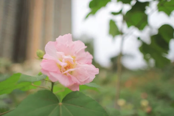 Pembe Mutabilis Hibiscus Çiçek Bahçesinde Güneş Işığı Altında — Stok fotoğraf
