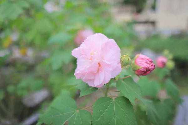 Zmienny Różowy Kwiat Hibiskusa Ogrodzie Pod Słońcem — Zdjęcie stockowe