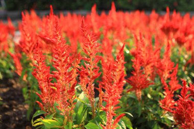 Çiçek alan hk, kowloon Park